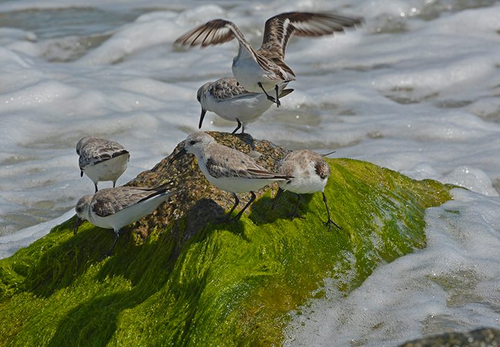 image of birds fishing in the rocks near Myrtle Beach