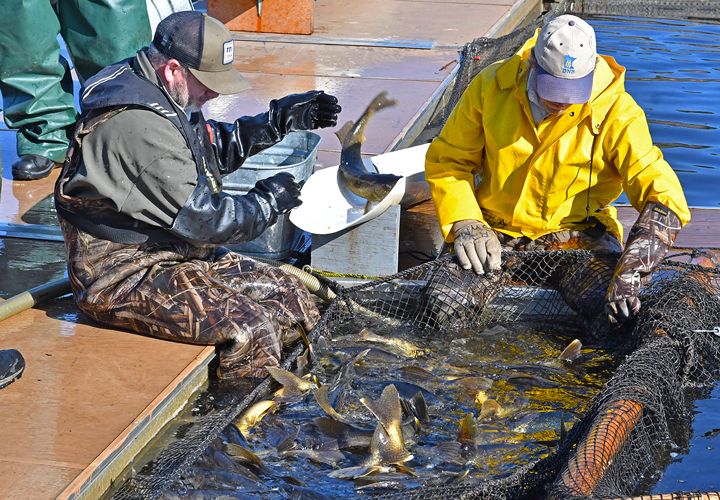image of Grand Rapids DNR Fisheries Staff checking walleyes for mature spawn