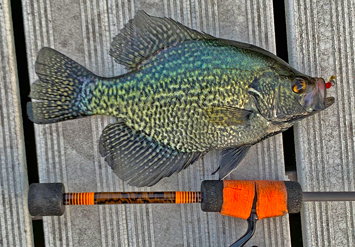 image of crappie caught in shallow water, pre-spawn mode