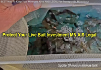 image links to fishing report about legally transporting live bait in Minnesota