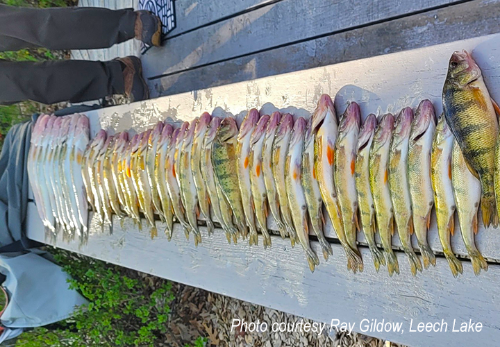 image of mixed bag of perch and walleyes cught on Leech LAke