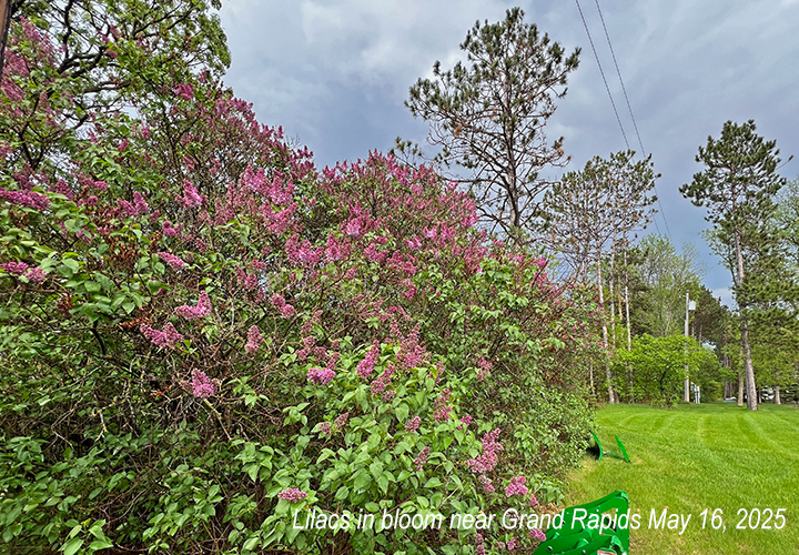 image of lilac bush blooming in grand rapids minnesota