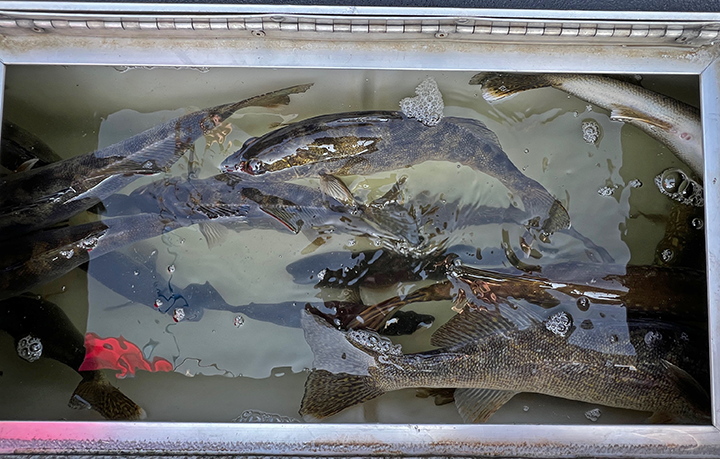 image of walleyes in Jeff Sundin's livewell
