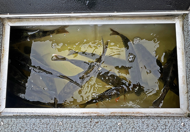image of walleye limits caught on a fishing charter with Jeff Sundin 