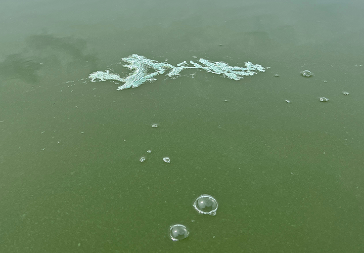 Blue green algae seen on Bowstring Lake 