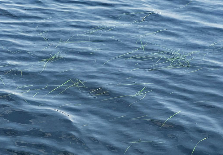 image of eelgrass floating on the surface of Bowstring Lake
