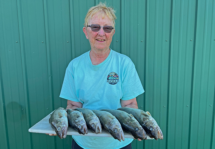 Karen Reynolds with limit of walleyes caught on a fishing charter with Jeff Sundin 