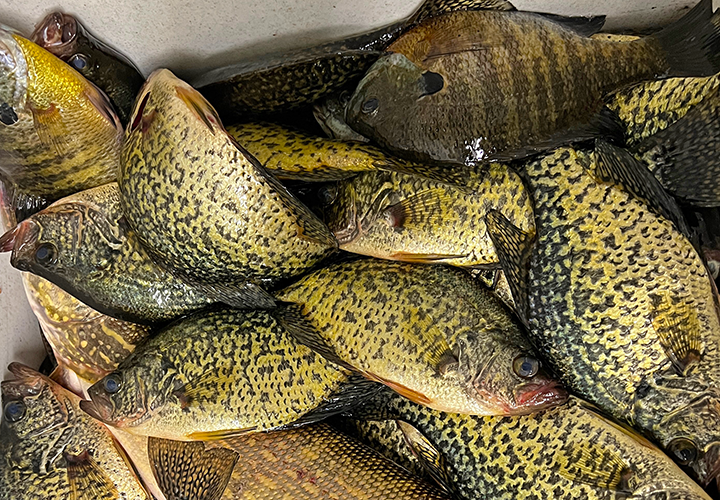 image of crappies, sunfish and pike in the fish cleaning tub