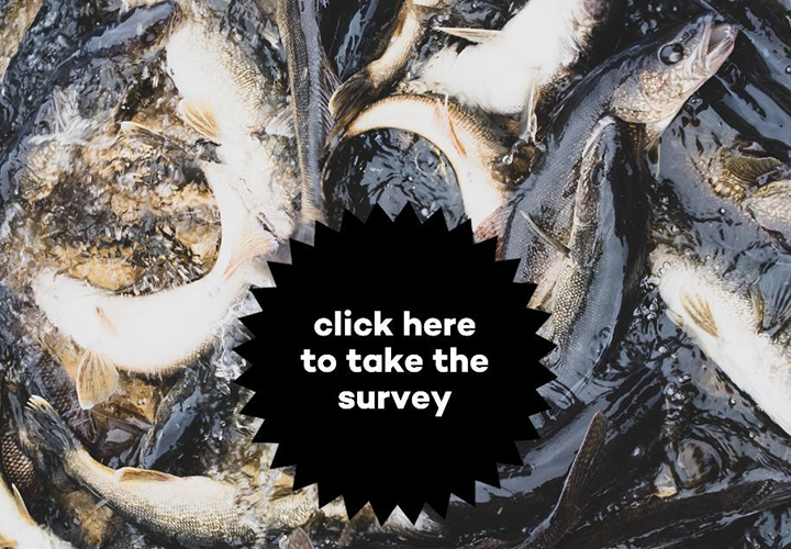 image links to public opinion survey abpout lake Winnibigoshish