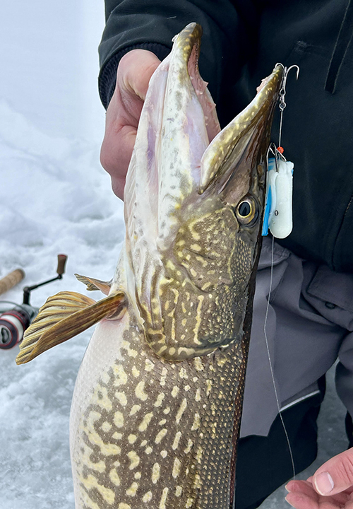 image of large northern pike caught near Ely Minnesota