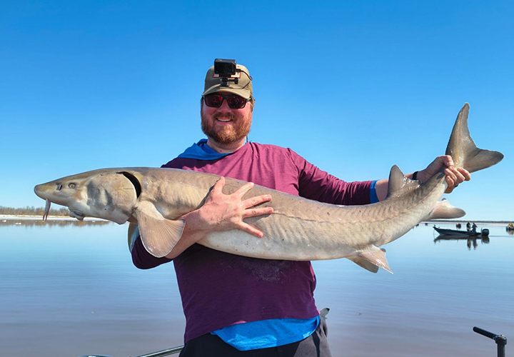 image of fisherman holding huge sturgeon on the Rainy River