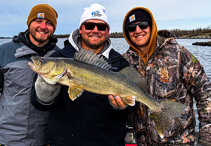 image of anglers with nice walleye caught at the northwest angle
