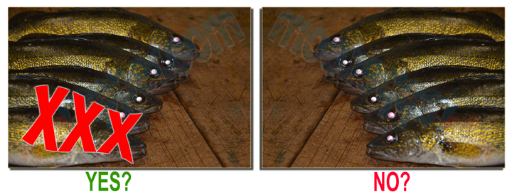 image links to article about minnesota walleye limit reduction