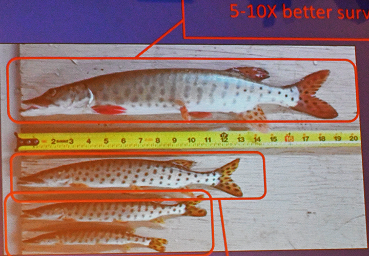 image links to article about Minnesota's Long Range Muskie Management Plan