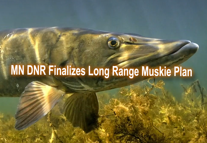 image links to article about minnesota muskie management