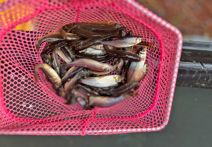 image links to update about water temperatures and bait supplies