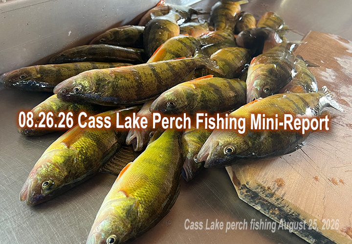 image links to fishing report about Cass Lake perch fishing by Jeff Sundin