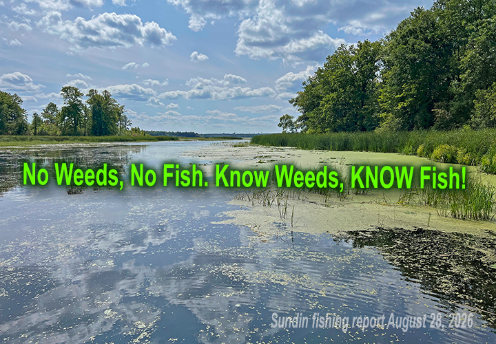 image links to fishing report by Jeff Sundin about fishing for crappies in the weeds
