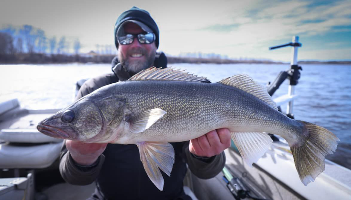 image of big walleye caught by brett amundson on the Rainy River