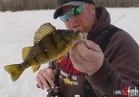 image links to fishing video about finding and catching jumbo perch