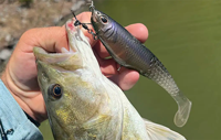 image links to fishing article about how to use Berkely Powerbait Swimbaits