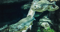 image links to fishing article about whether or not bass are capable of remembering and learning