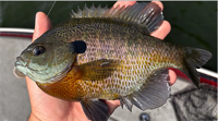 image links to fishing article how to catch big bluegils during the heat of summe