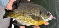 image links to fishing article about using smaller baits to catch crappies and sunfish