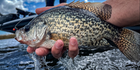image links to fishing article about the differecnces between white and black crappies