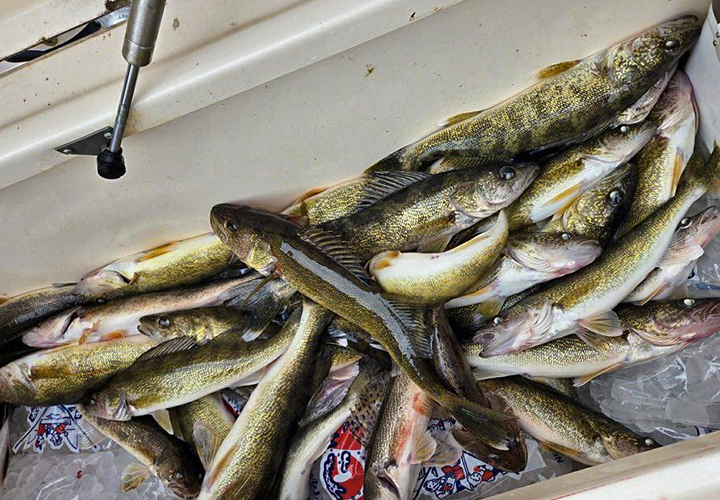 image of livewell filled with walleyes caught on Lake of the Woods