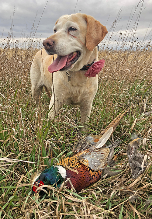 image of Jeff Sundin's Yellow Lab Sandy 